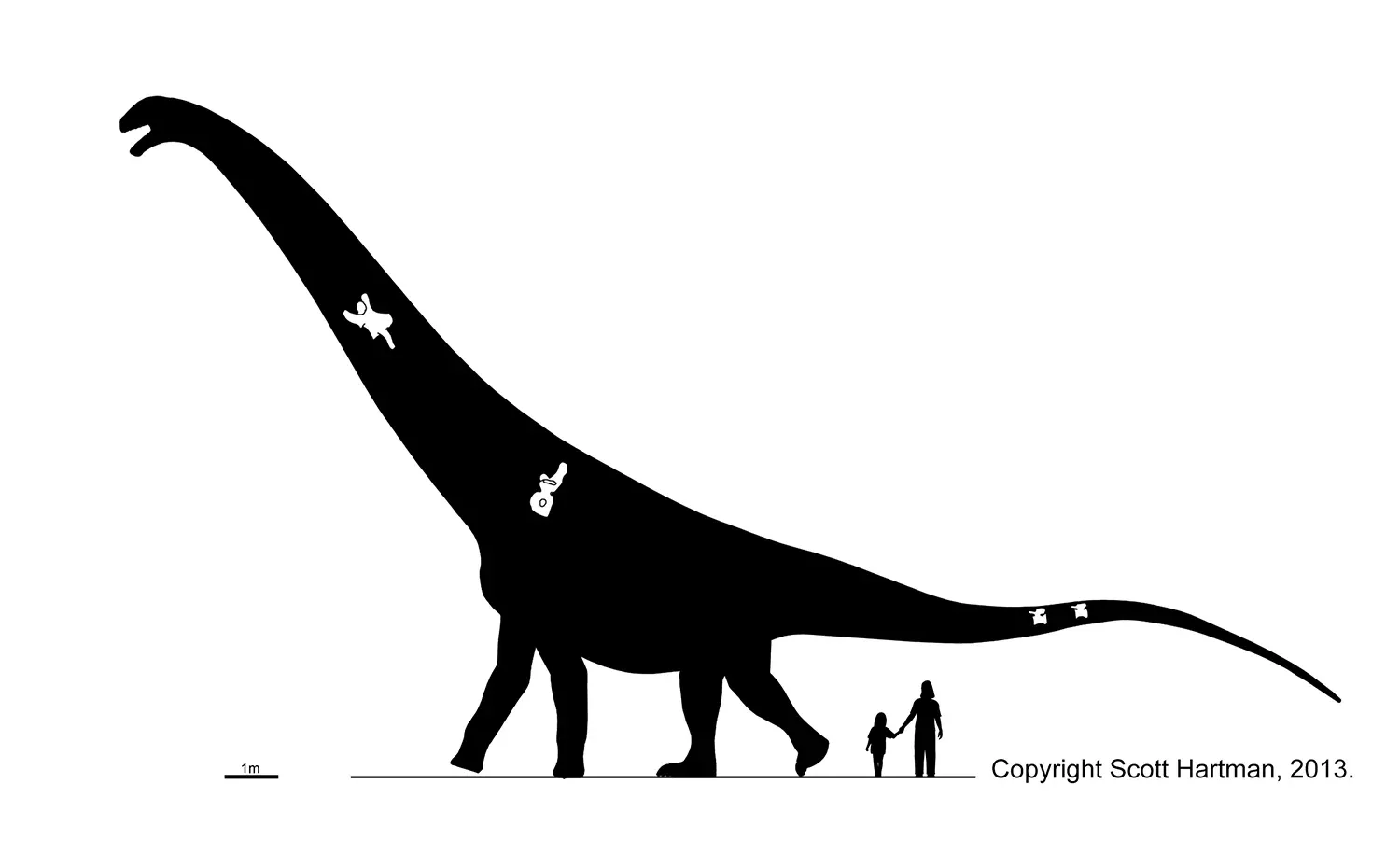 Puertasaurus reuili