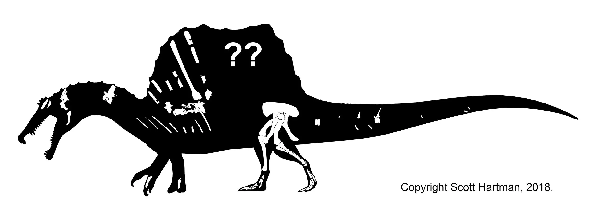 A rigorous version of FSAC-KK 11888, after the proportions and bones presented in the 2014 description. Yes, I know there’s a new tail now, bear with me we’re getting there…