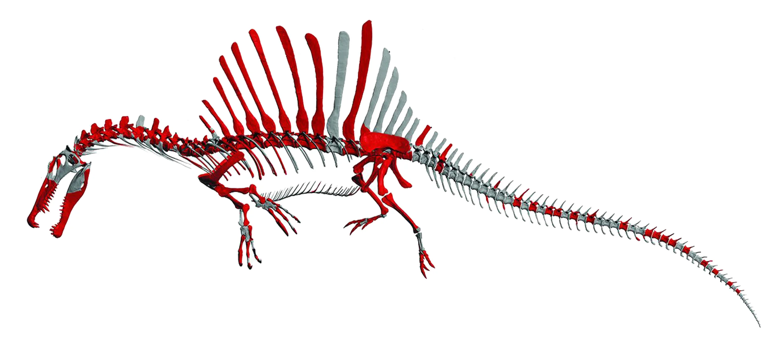 A swimming, quadrupedal Spinosaurus, as shown in Fig. 2 of Ibrahim et al., 2014.