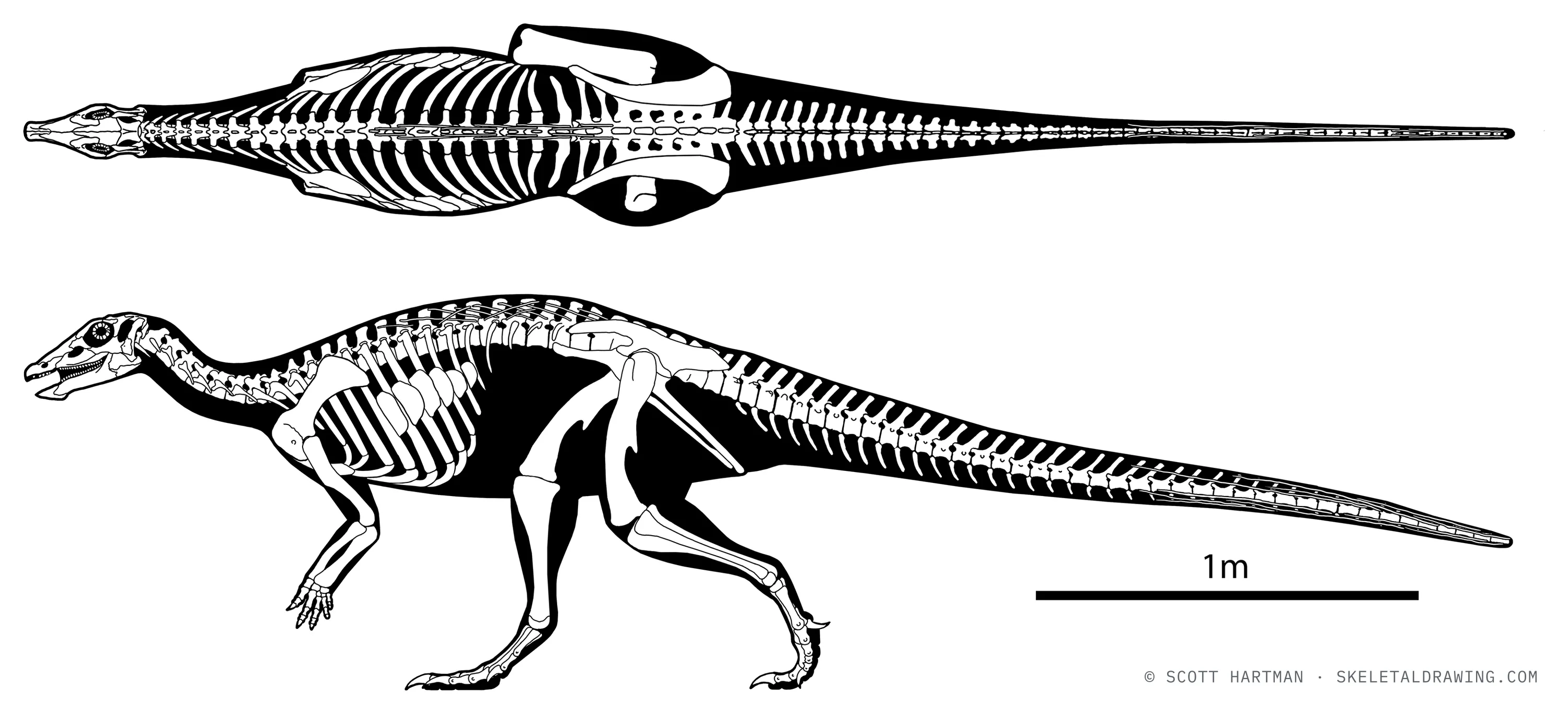 Thescelosaurus neglectus skeletal reconstruction, left lateral view, reconstructed length ~4 m.