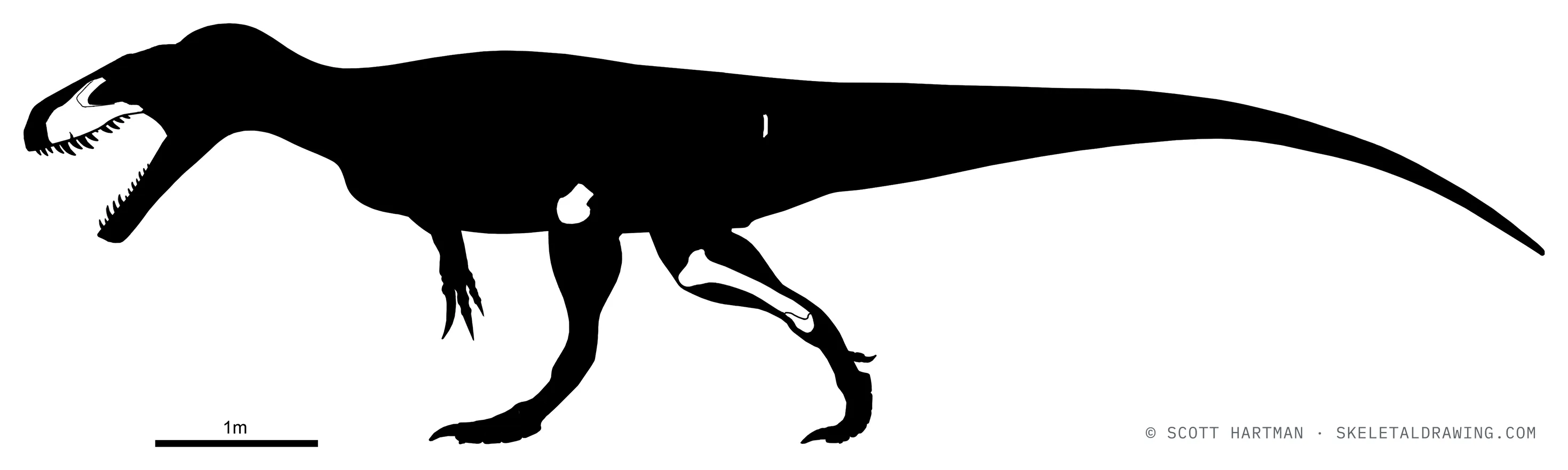 Known skeletal material of Torvosaurus gurneyi, estimated length ~9.4 m: preserved elements shown in white against a black body silhouette.