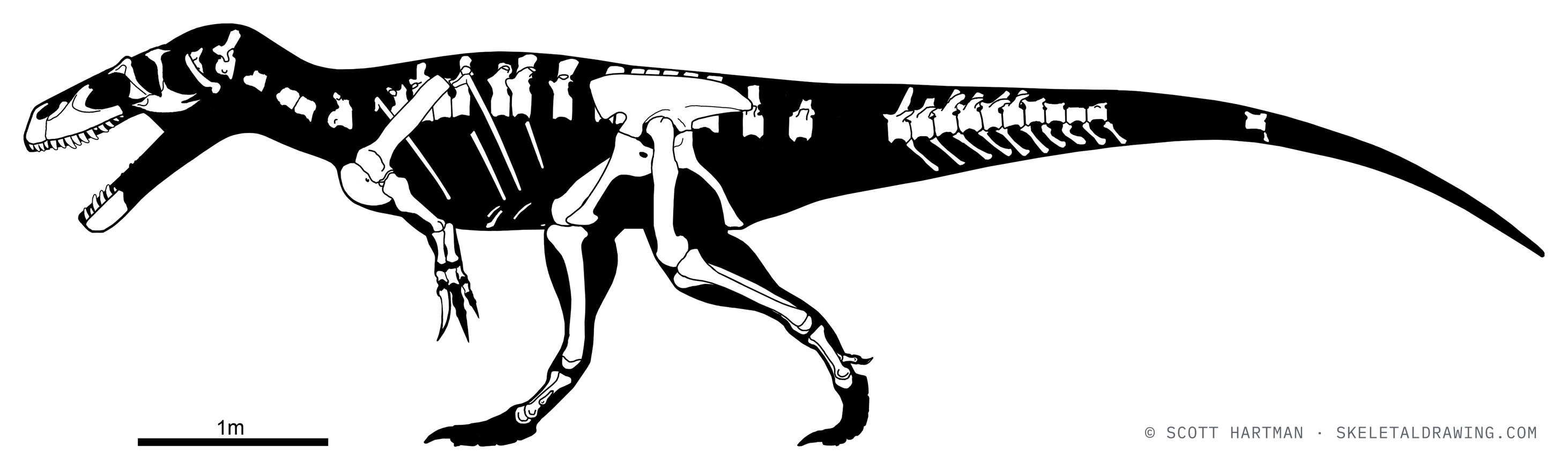 Known skeletal material of Torvosaurus tanneri: preserved elements shown in white against a black body silhouette.