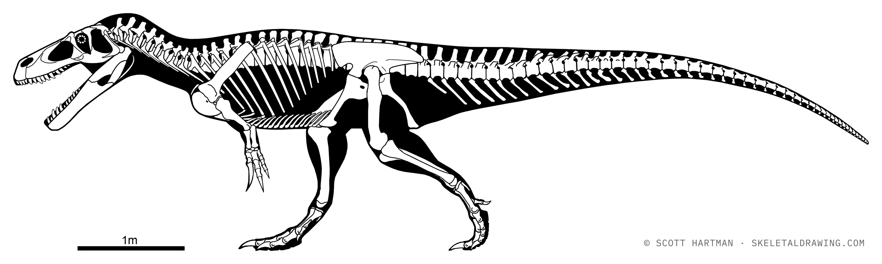 Torvosaurus tanneri skeletal reconstruction, left lateral view, reconstructed length ~8 m.