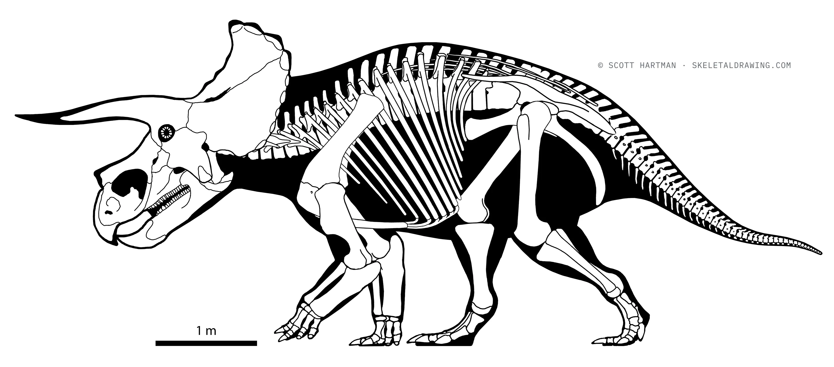 Triceratops horridus skeletal reconstruction, left lateral view, reconstructed length ~8.2 m.