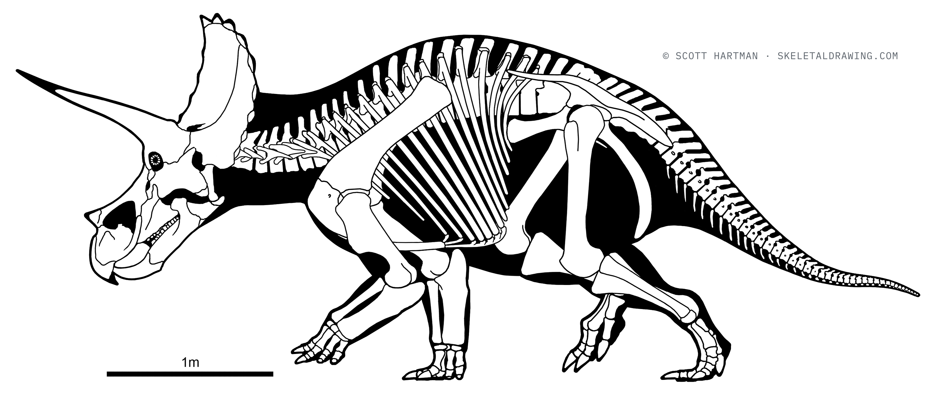 Triceratops prorsus skeletal reconstruction, left lateral view, reconstructed length ~5.5 m.