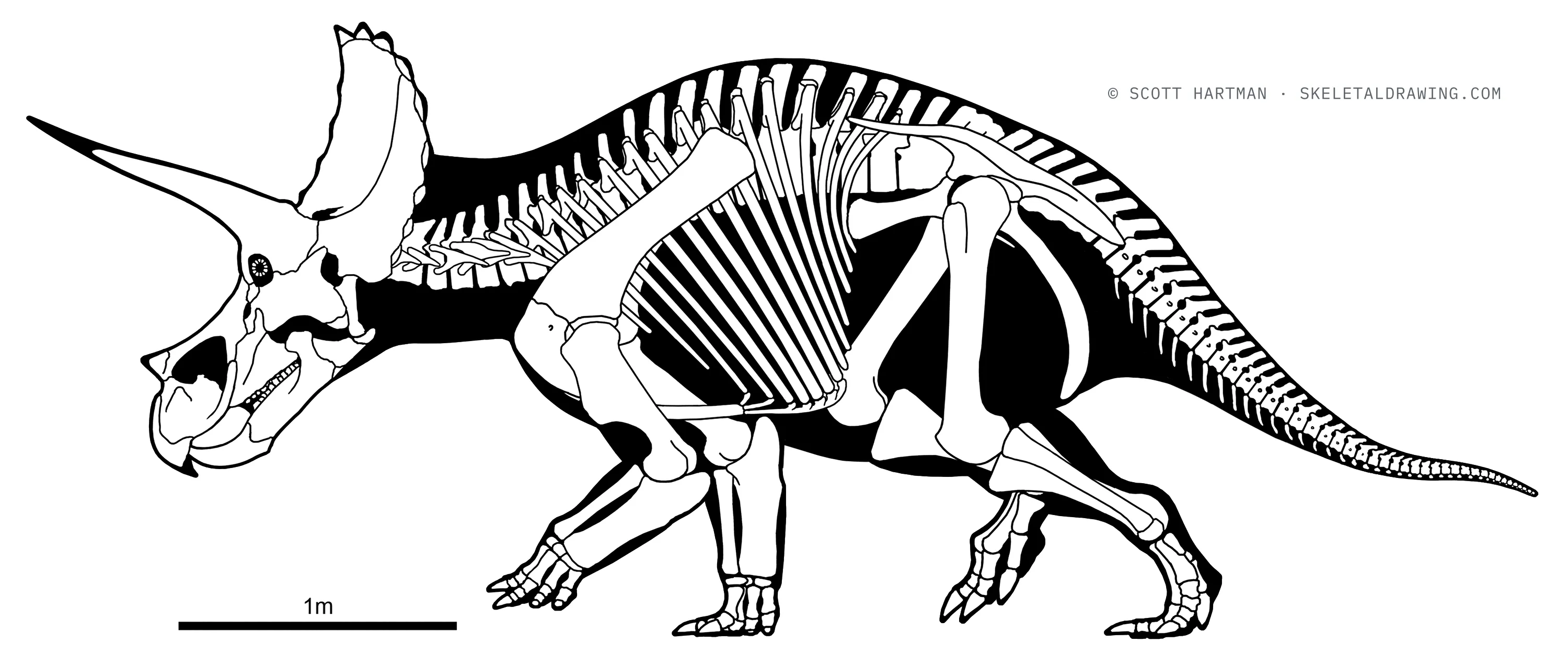 Triceratops prorsus skeletal reconstruction, left lateral view, reconstructed length ~5.5 m.