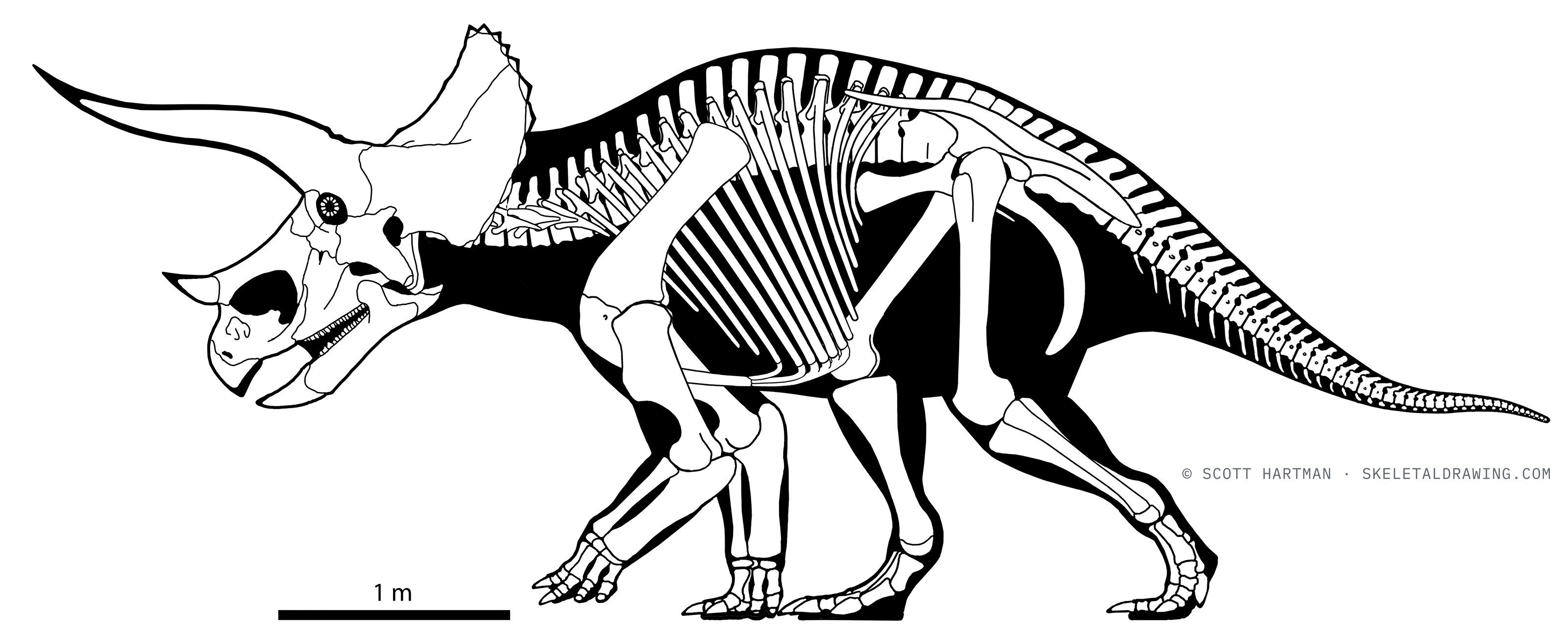 Triceratops sp. skeletal reconstruction, left lateral view, reconstructed length ~6.75 m.