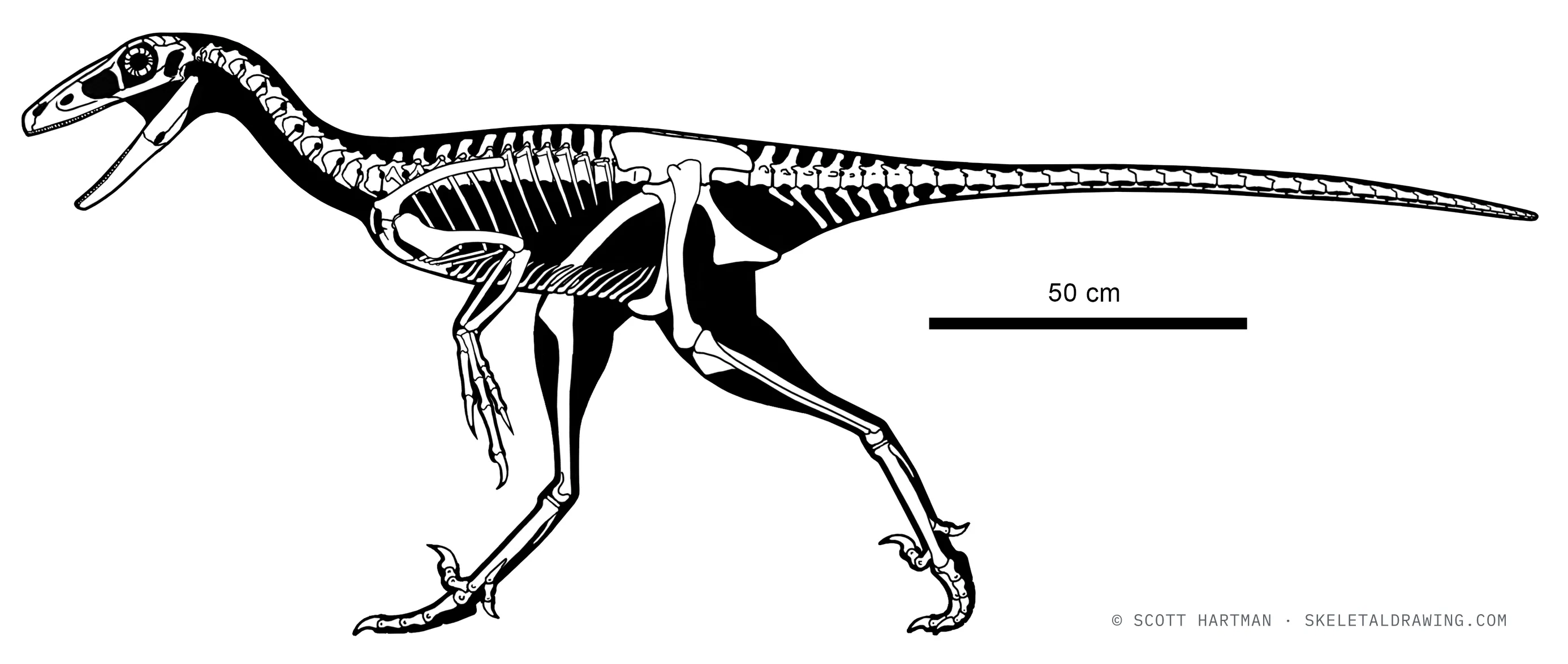 Troodon formosus skeletal reconstruction, left lateral view, reconstructed length ~2.4 m.