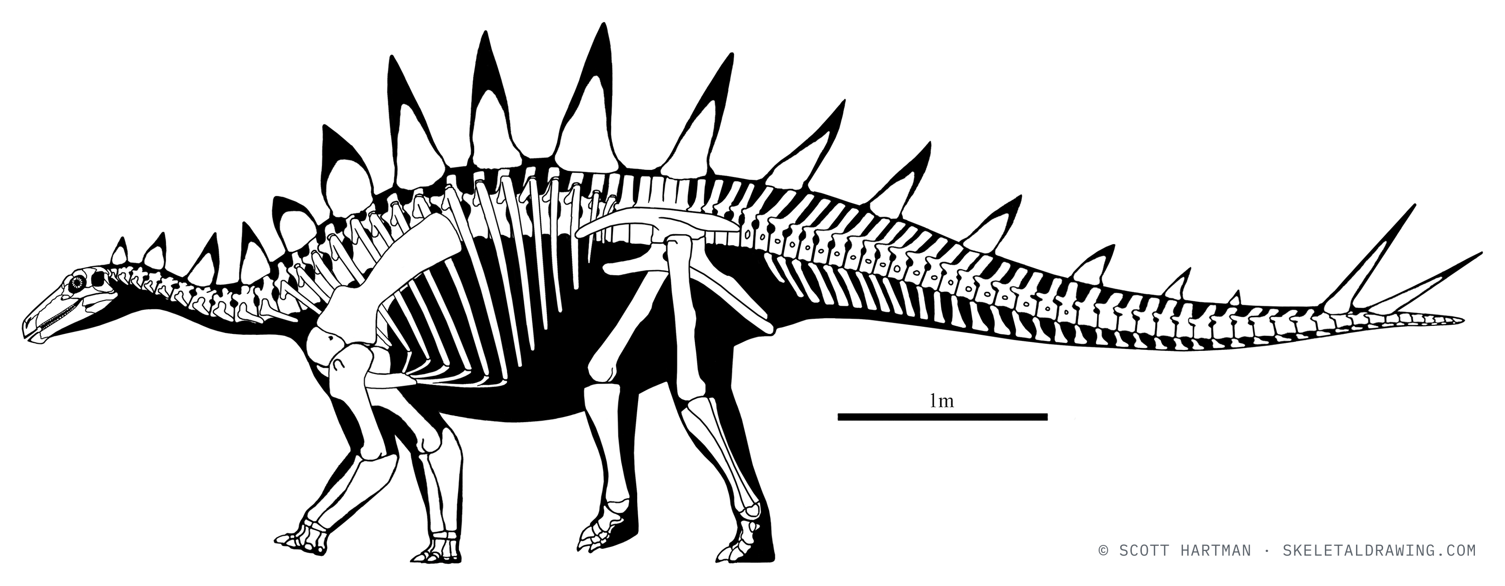 Tuojiangosaurus multispinus skeletal reconstruction, left lateral view, reconstructed length ~7 m.
