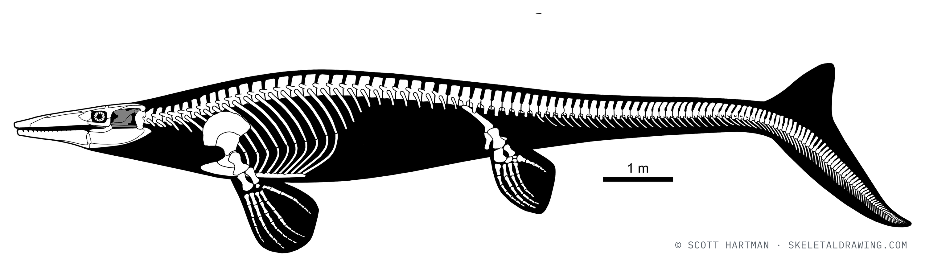 Tylosaurus pembinensis skeletal reconstruction, left lateral view, reconstructed length ~13 m.