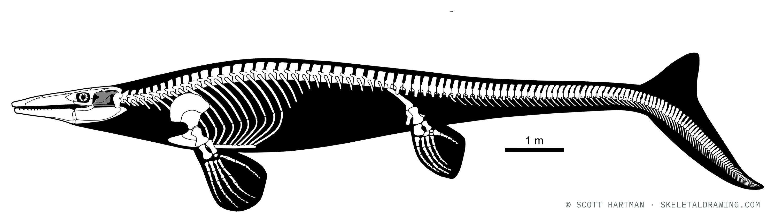 Tylosaurus pembinensis skeletal reconstruction, left lateral view, reconstructed length ~13 m.