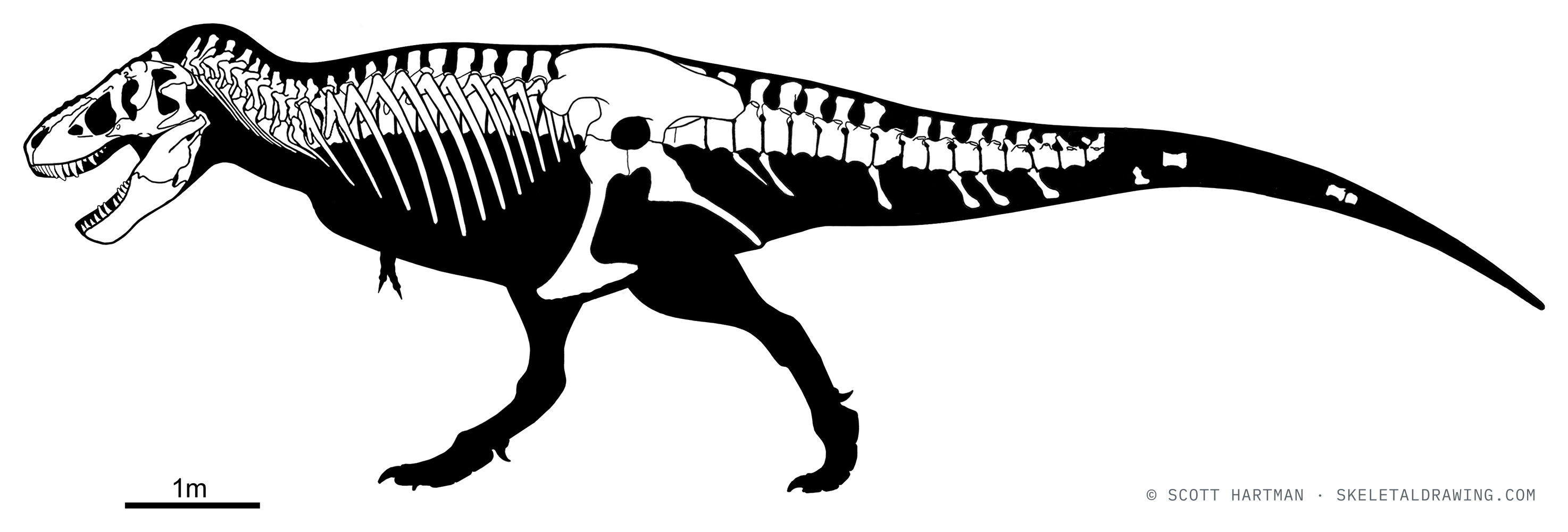 Known-material diagram of Tyrannosaurus rex AMNH 5027 — elements preserved in the specimen shown in white against a black body silhouette