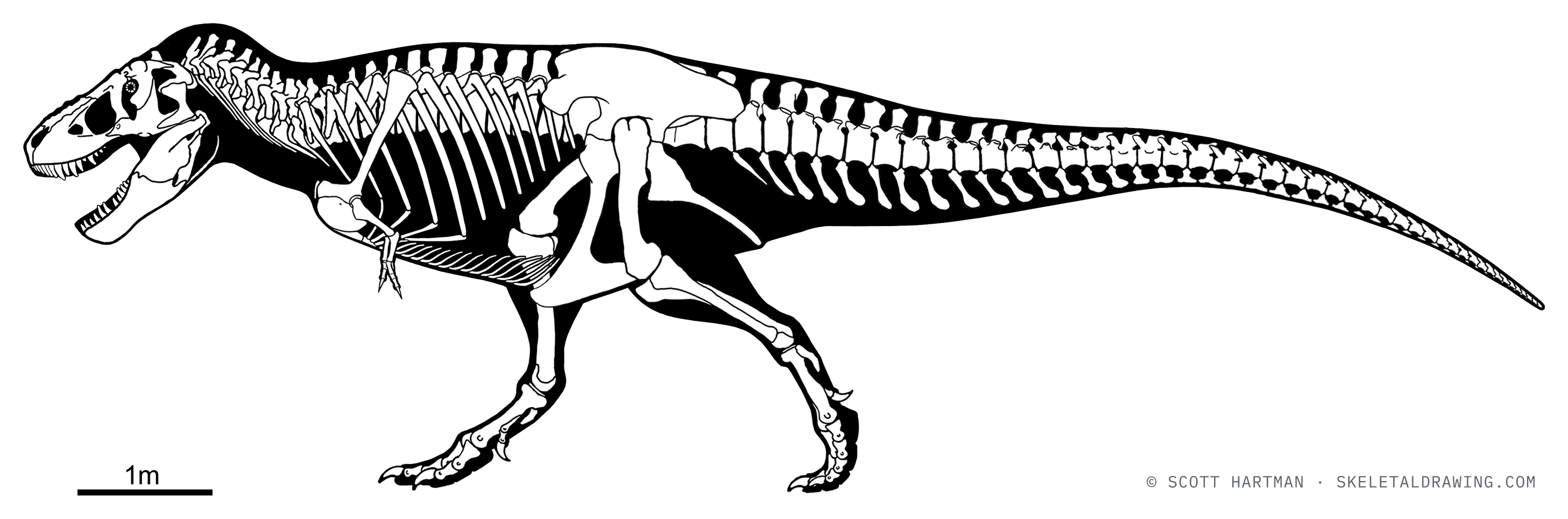 Tyrannosaurus rex skeletal reconstruction, left lateral view — specimen AMNH 5027, reconstructed length about 11.8 meters