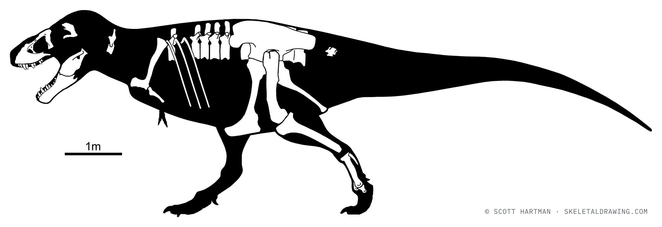 Known-material diagram of Tyrannosaurus rex holotype CM 9380 — the few preserved elements shown in white against a black body silhouette