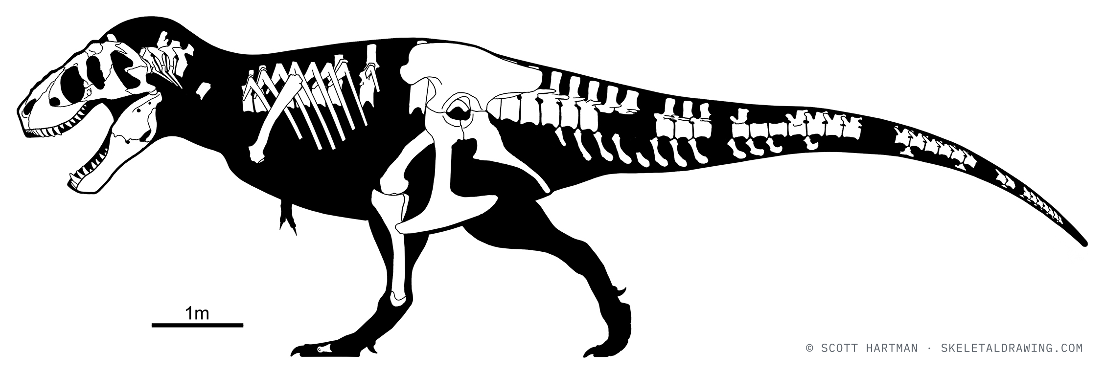 Known-material diagram of Tyrannosaurus rex RSM P2523.8 (Scotty) — elements preserved in the specimen shown in white against a black body silhouette