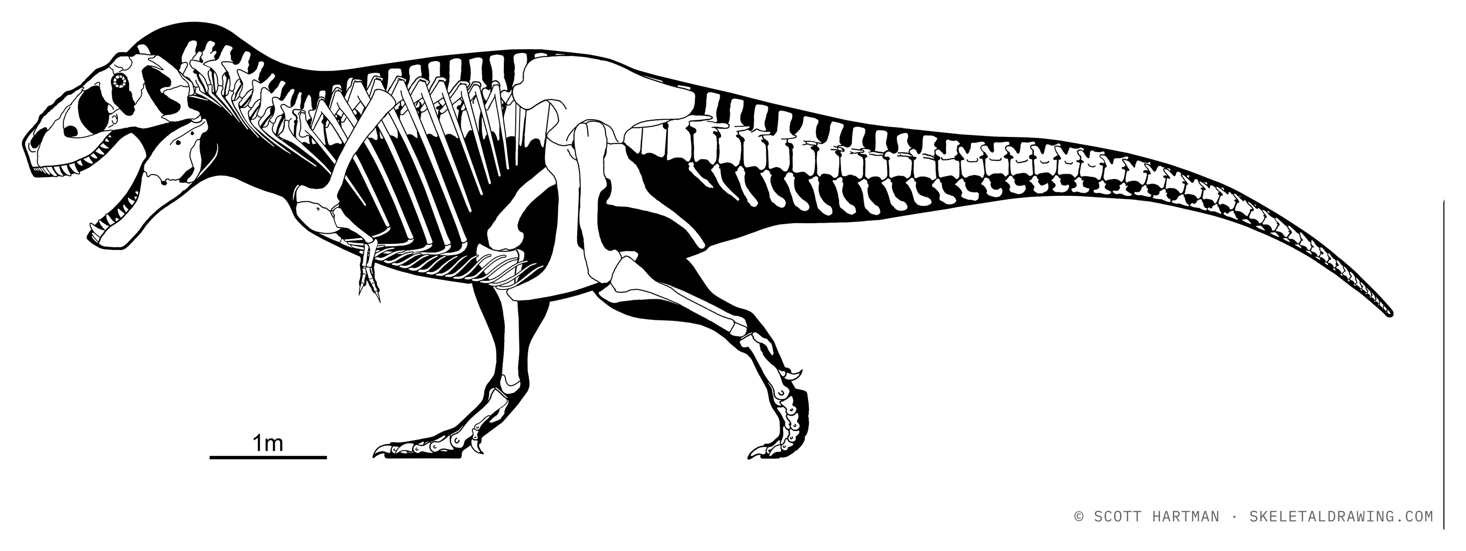 Tyrannosaurus rex skeletal reconstruction, left lateral view — specimen RSM P2523.8 (Scotty), reconstructed length about 12.7 meters