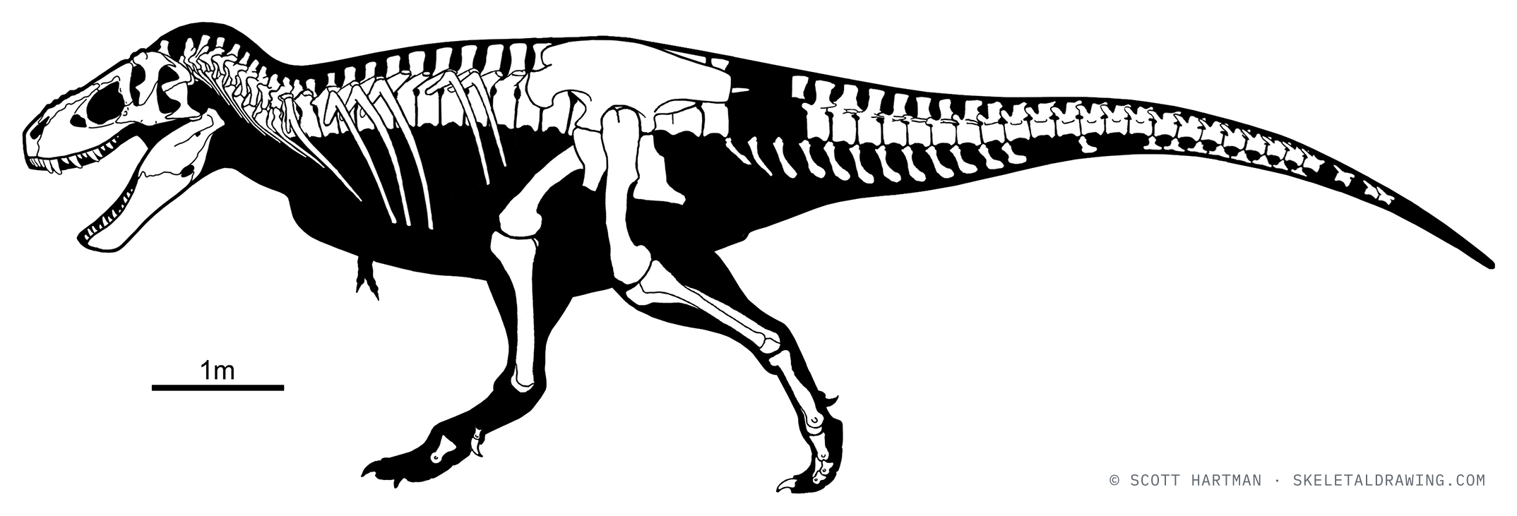 Known-material diagram of Tyrannosaurus rex NHMAD 2020.00001 (Stan) — elements preserved in the specimen shown in white against a black body silhouette