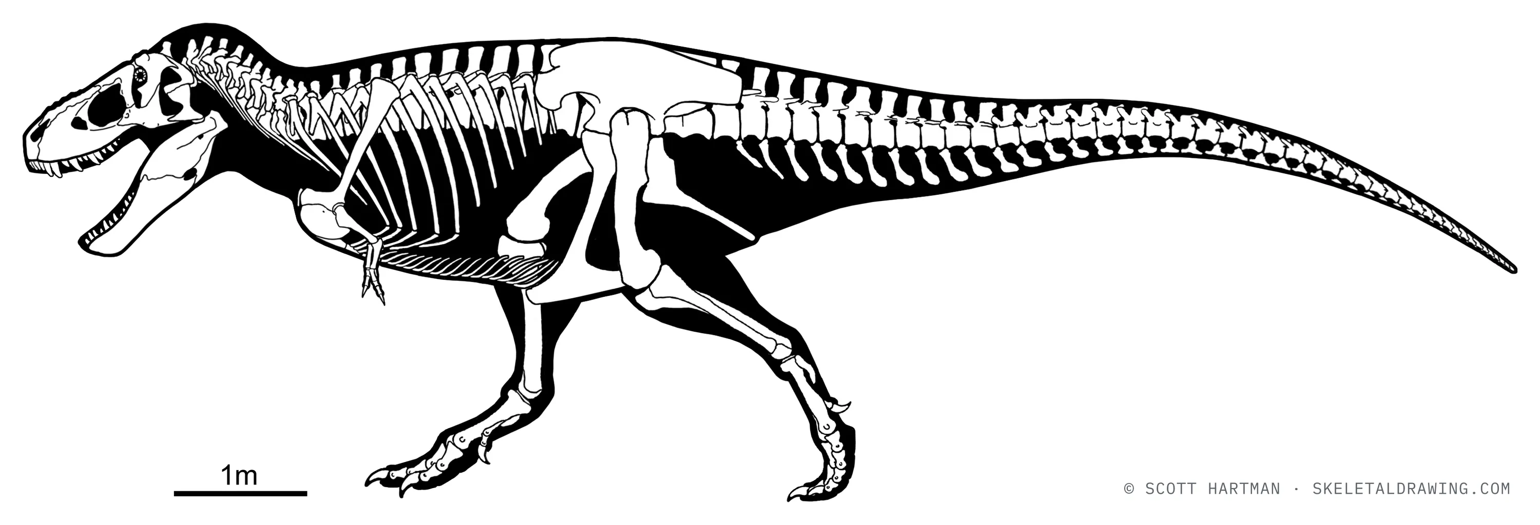 Tyrannosaurus rex skeletal reconstruction, left lateral view — specimen NHMAD 2020.00001 (Stan), reconstructed length about 11.8 meters