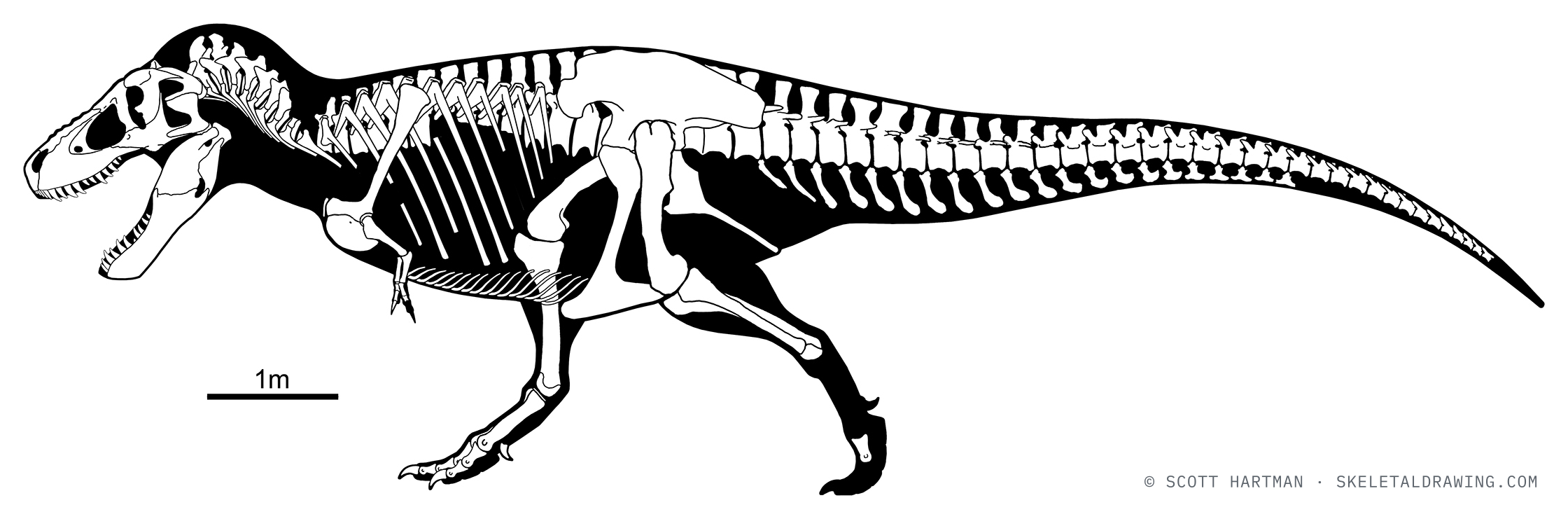 Known-material diagram of Tyrannosaurus rex FMNH PR 2081 (Sue) — elements preserved in the specimen shown in white against a black body silhouette