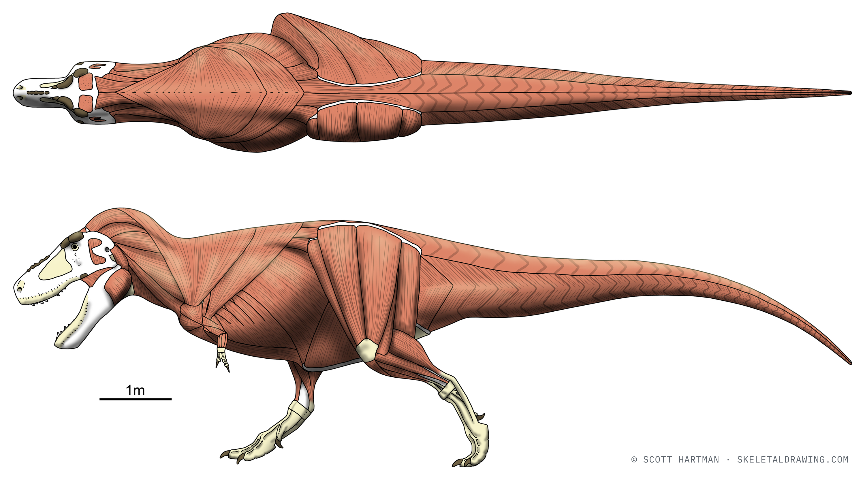Tyrannosaurus rex muscle reconstruction — restored musculature over the skeleton of FMNH PR 2081 (Sue), left lateral and dorsal views
