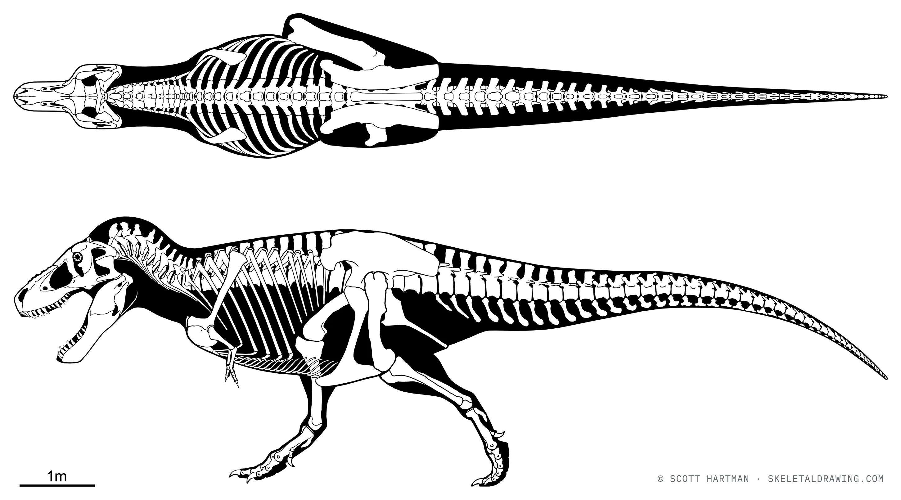 Tyrannosaurus rex skeletal reconstruction — specimen FMNH PR 2081 (Sue), shown in two views, reconstructed length about 12.3 meters