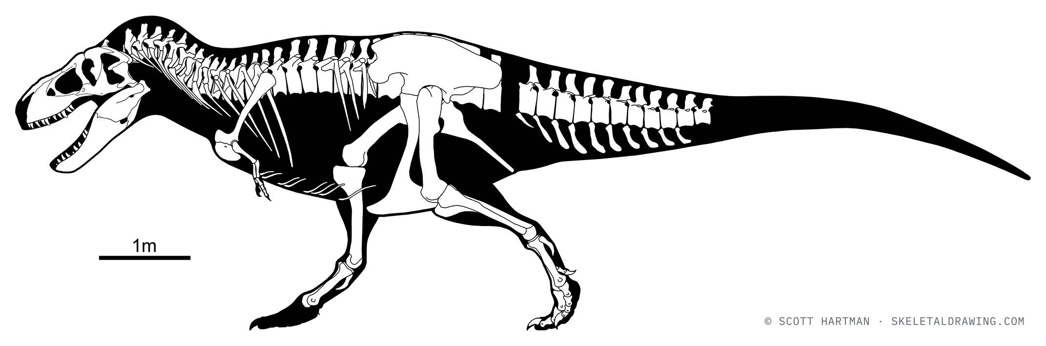Known-material diagram of Tyrannosaurus rex USNM 555000 — elements preserved in the specimen shown in white against a black body silhouette