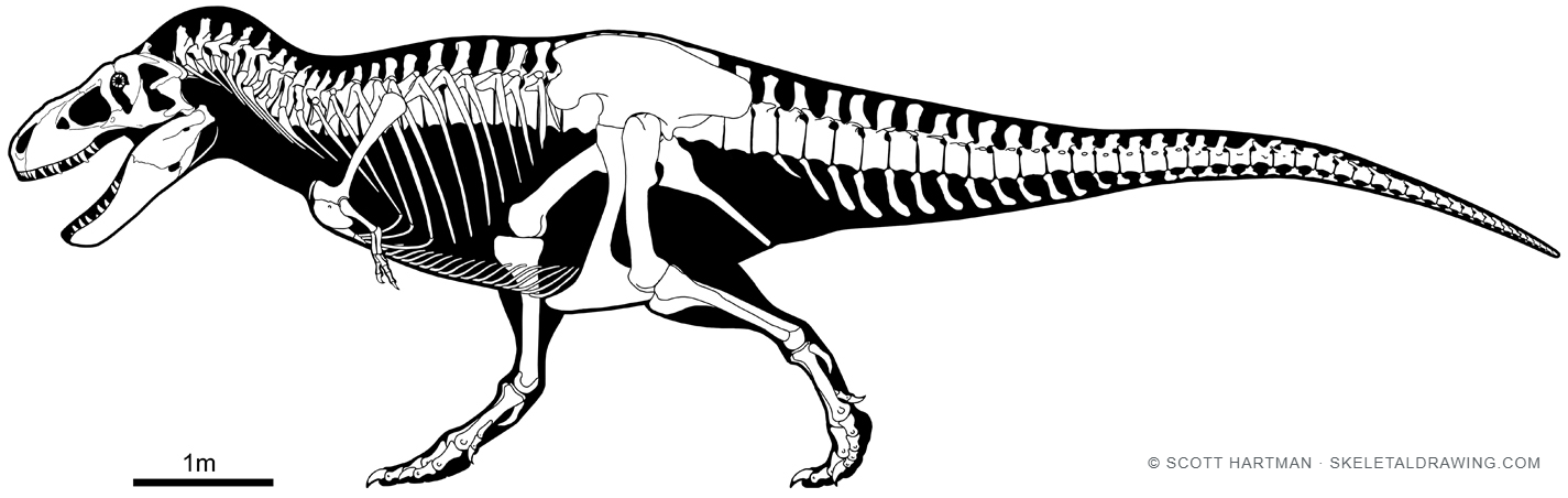 Tyrannosaurus rex skeletal reconstruction, left lateral view — specimen USNM 555000, reconstructed length about 11.6 meters