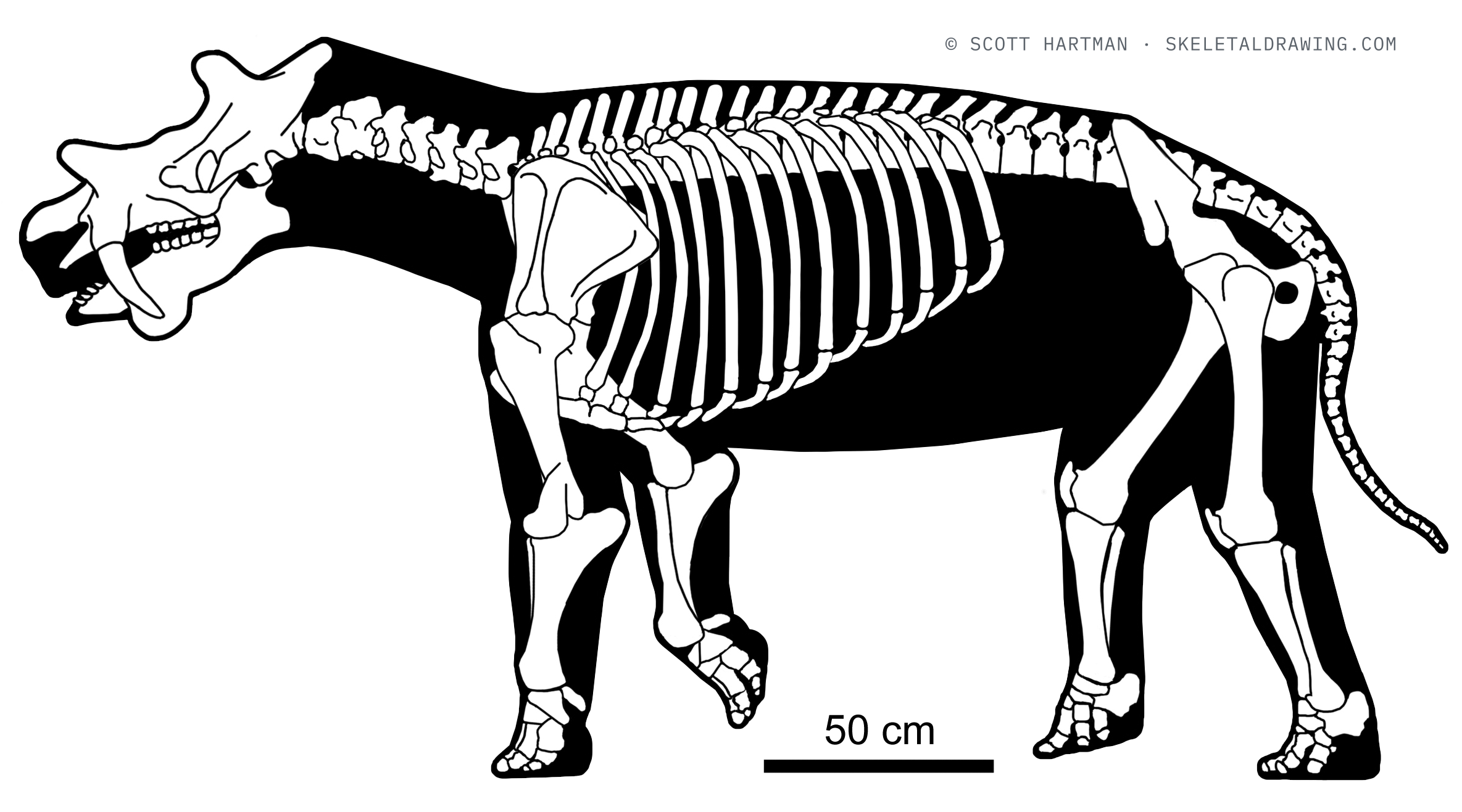 Uintatherium anceps skeletal reconstruction, left lateral view, reconstructed length ~3.5 m.