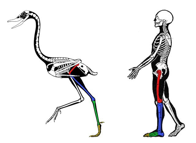Side-by-side bird and human skeletons with leg segments color-coded: femur red, shin blue, foot bones green, toes yellow.