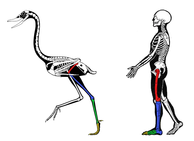 Side-by-side bird and human skeletons with leg segments color-coded: femur red, shin blue, foot bones green, toes yellow.