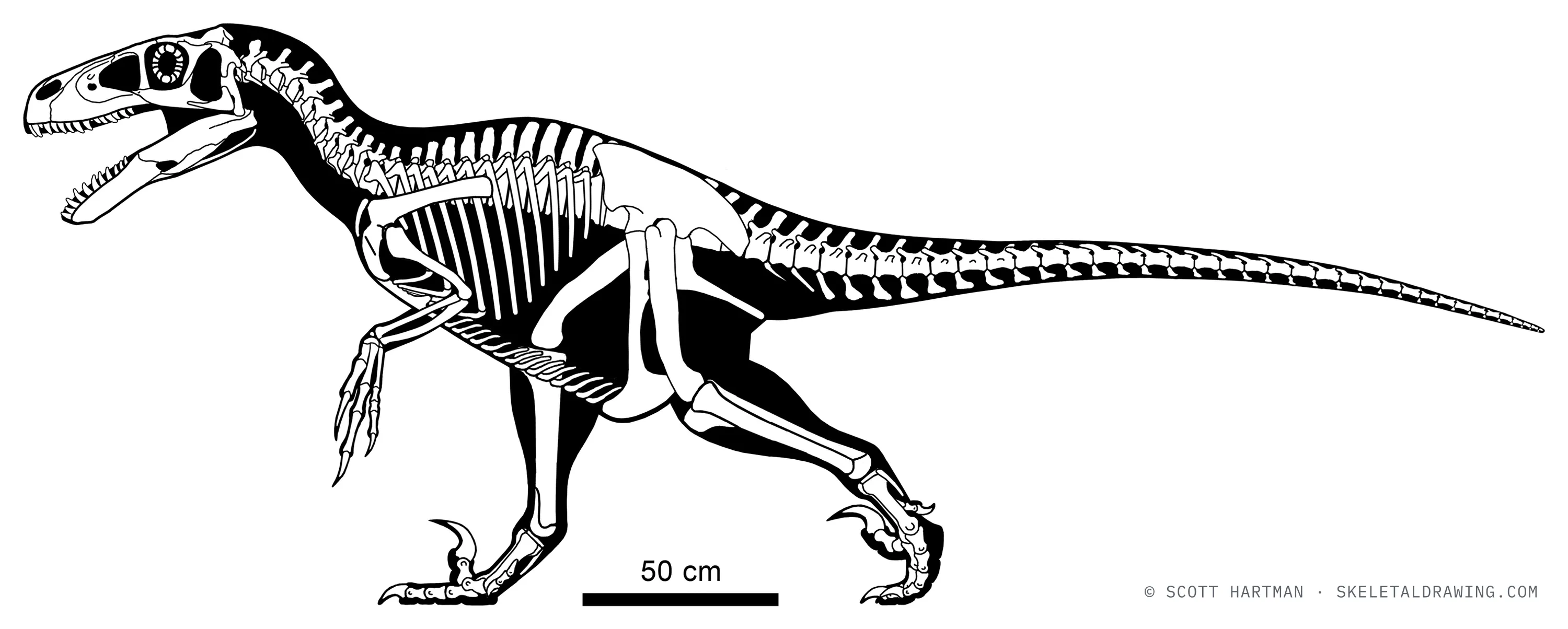 Utahraptor ostrommaysi skeletal reconstruction, left lateral view, reconstructed length ~4.4 m.