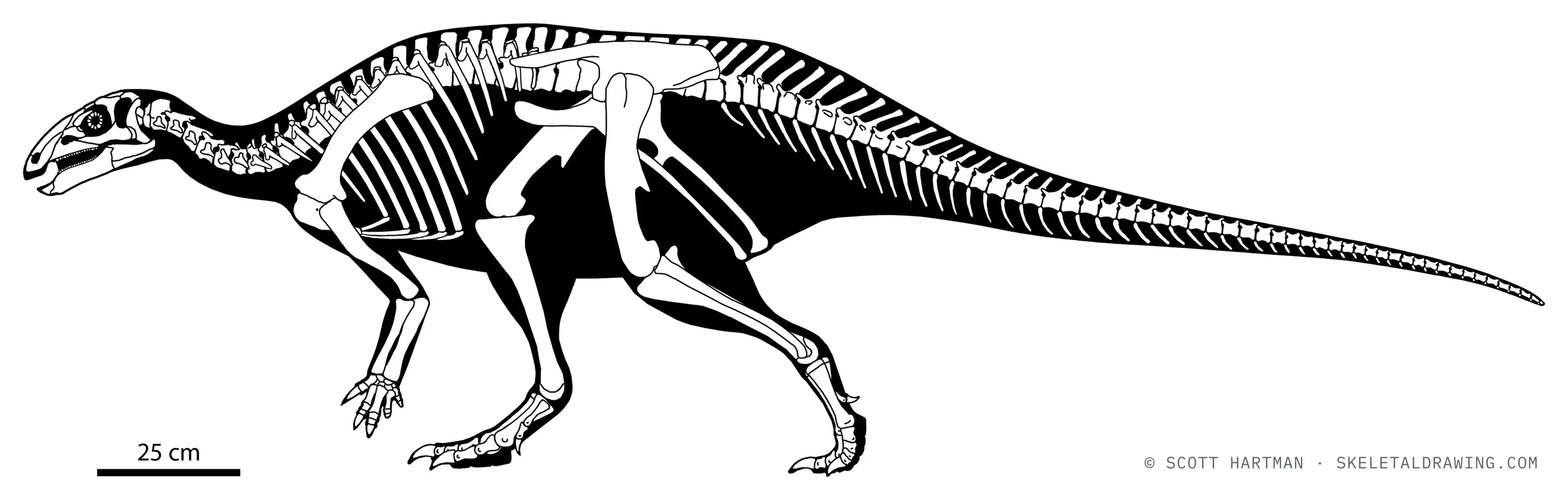 Uteodon aphanoecetes skeletal reconstruction, left lateral view, reconstructed length ~2.7 m.