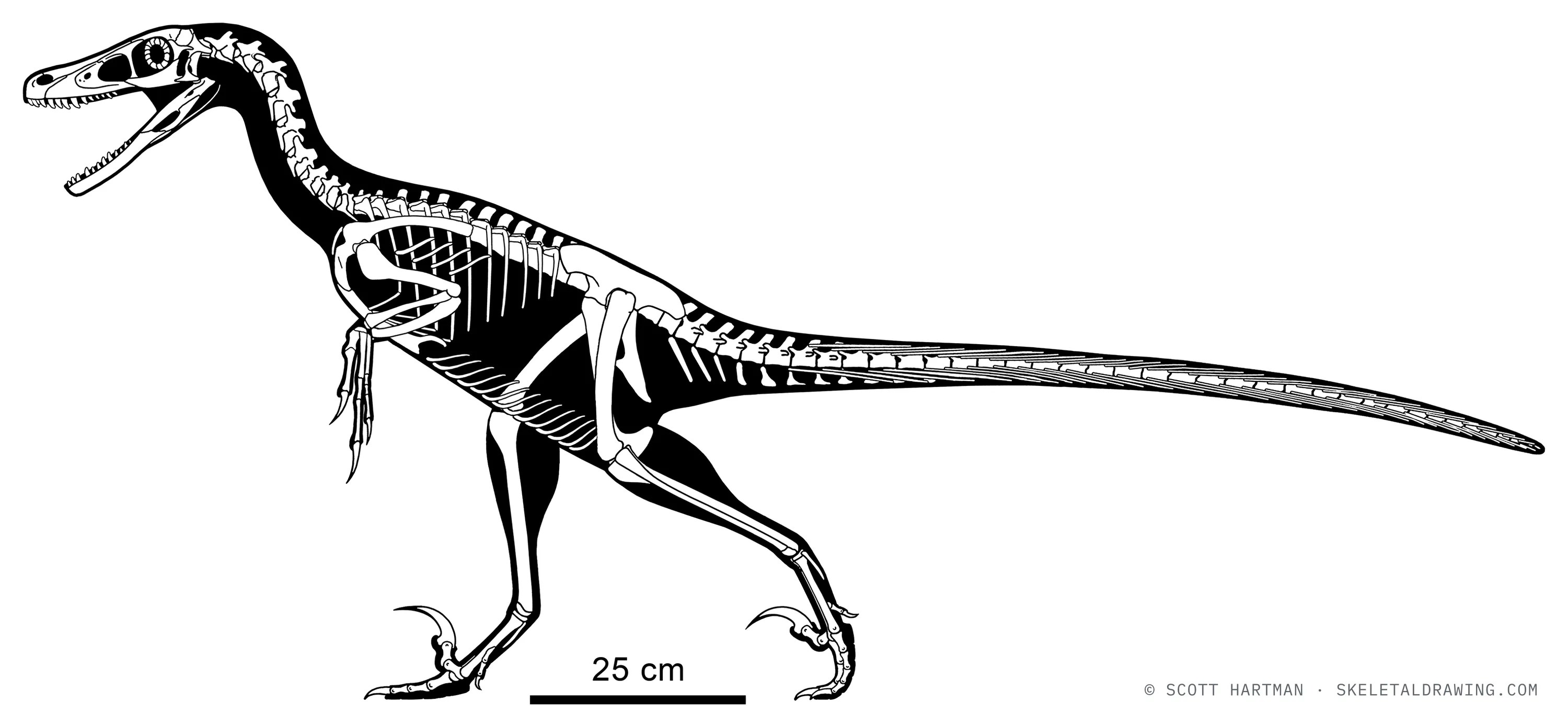 Velociraptor mongoliensis skeletal reconstruction, left lateral view, reconstructed length ~1.8 m.