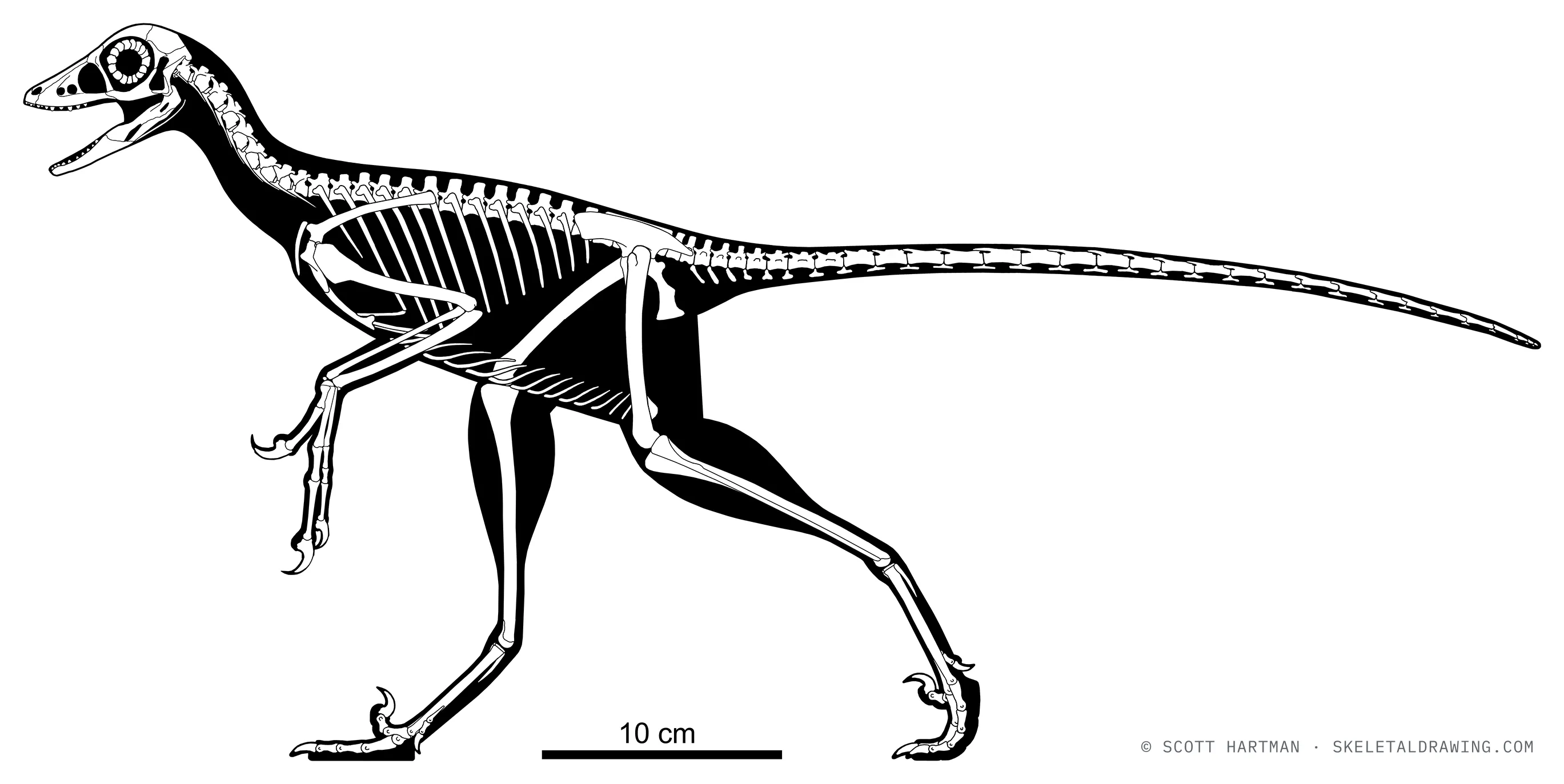 Xiaotingia zhengi skeletal reconstruction, left lateral view, reconstructed length ~0.64 m.