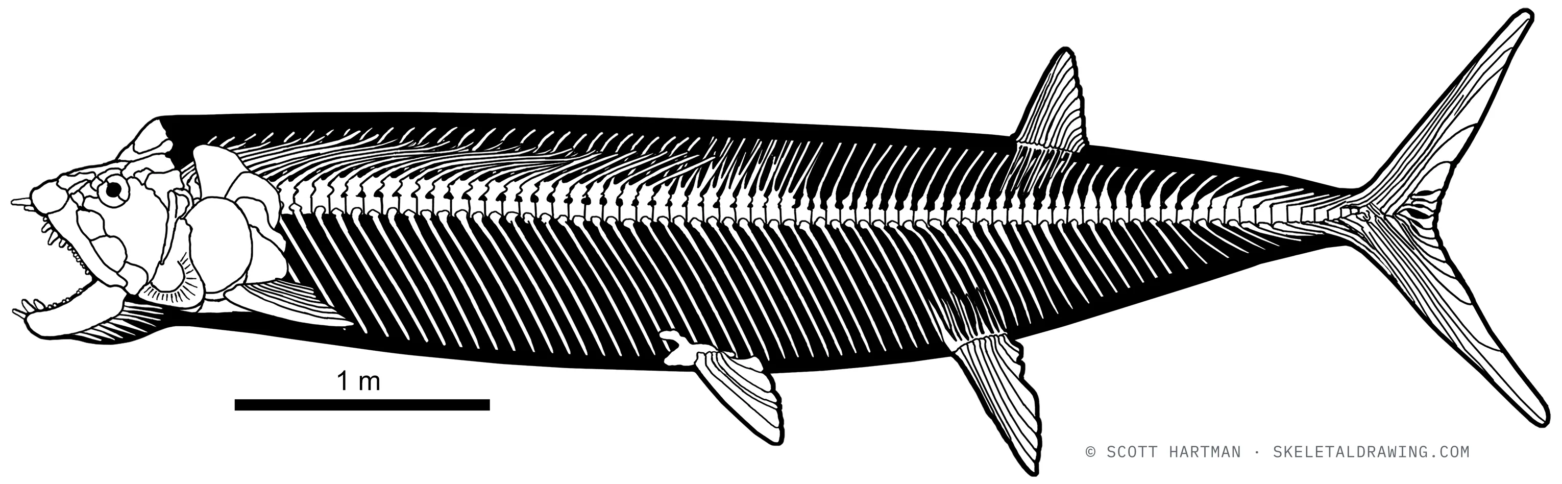 Xiphactinus audax skeletal reconstruction, left lateral view, length ~6 m.