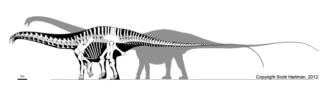 Skeletal reconstruction of Apatosaurus in left lateral view overlaid on a gray Supersaurus silhouette for size comparison