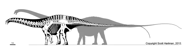 Skeletal reconstruction of Apatosaurus in left lateral view overlaid on a gray Supersaurus silhouette for size comparison