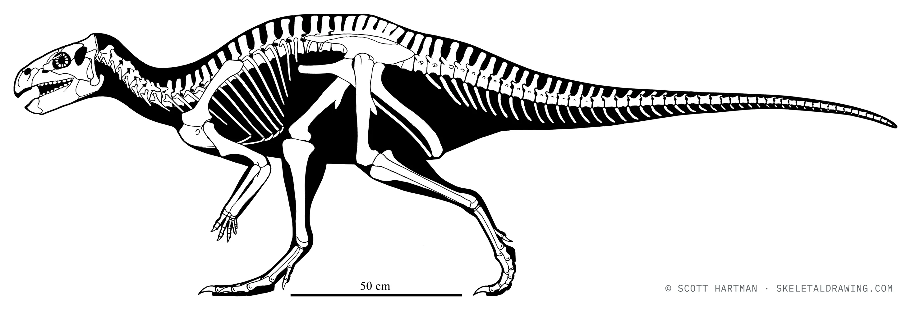 Zalmoxes robustus skeletal reconstruction, left lateral view, reconstructed length ~2.6 m.