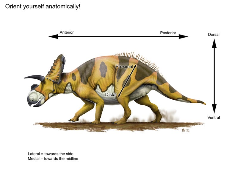 A horned dinosaur with the common pairs of anatomical orientation terms