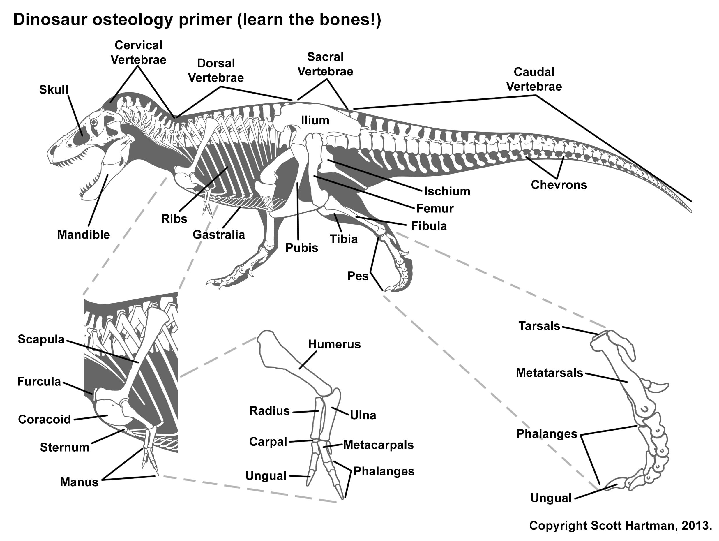 A T. rex skeletal diagram, with individual bones labeled.