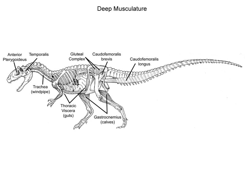 A cut-away diagram of the deeper soft-tissue anatomy of Allosaurus, with muscles and organs labeled