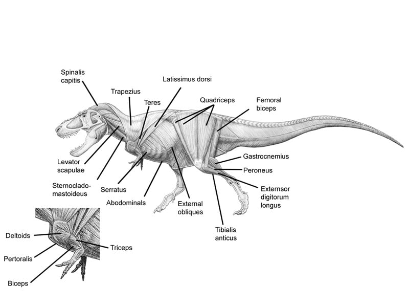 A labeled diagram of the superficial muscles of a T. rex