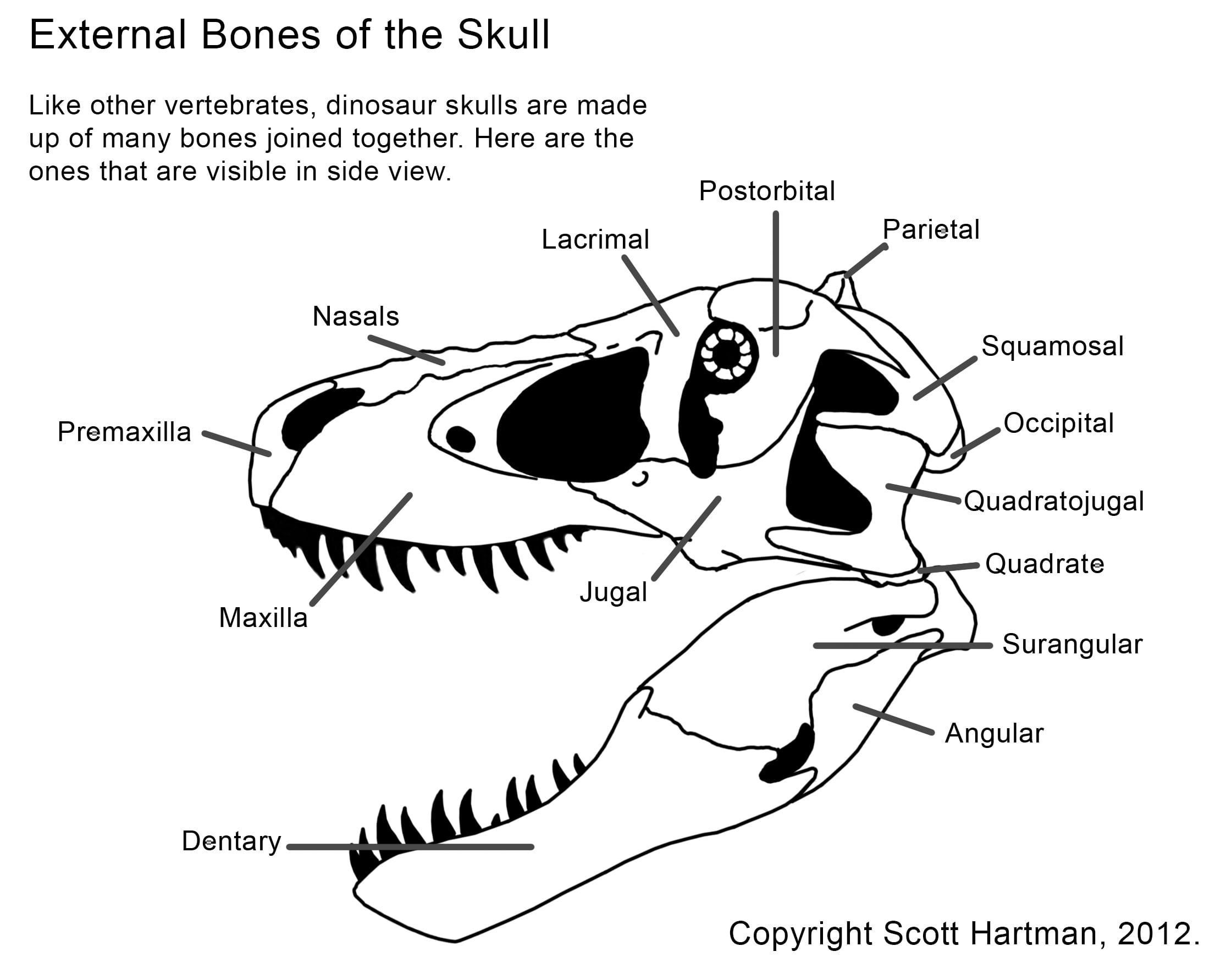 A diagram of a T. rex skull, and the names of all of its external bones.