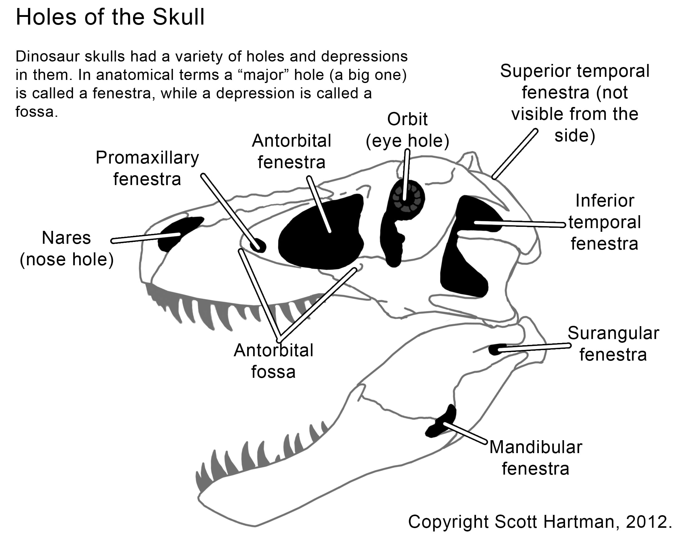 A diagram of a T. rex skull, with the names of the various fenestra and other holes of the skull