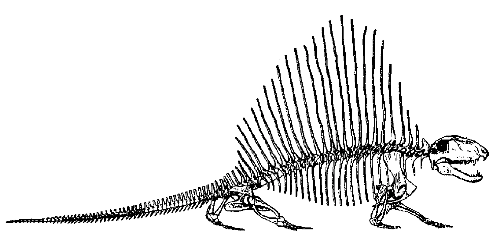 The Iconic Dimetrodon, from Romer's 1927 monograph