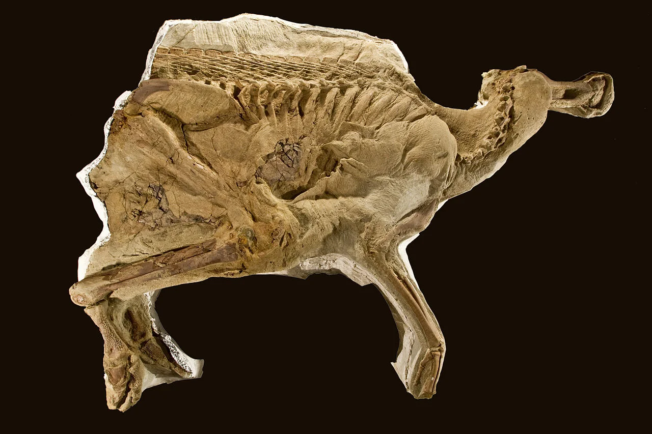 Leonardo the "mummified" Brachylophosaurus