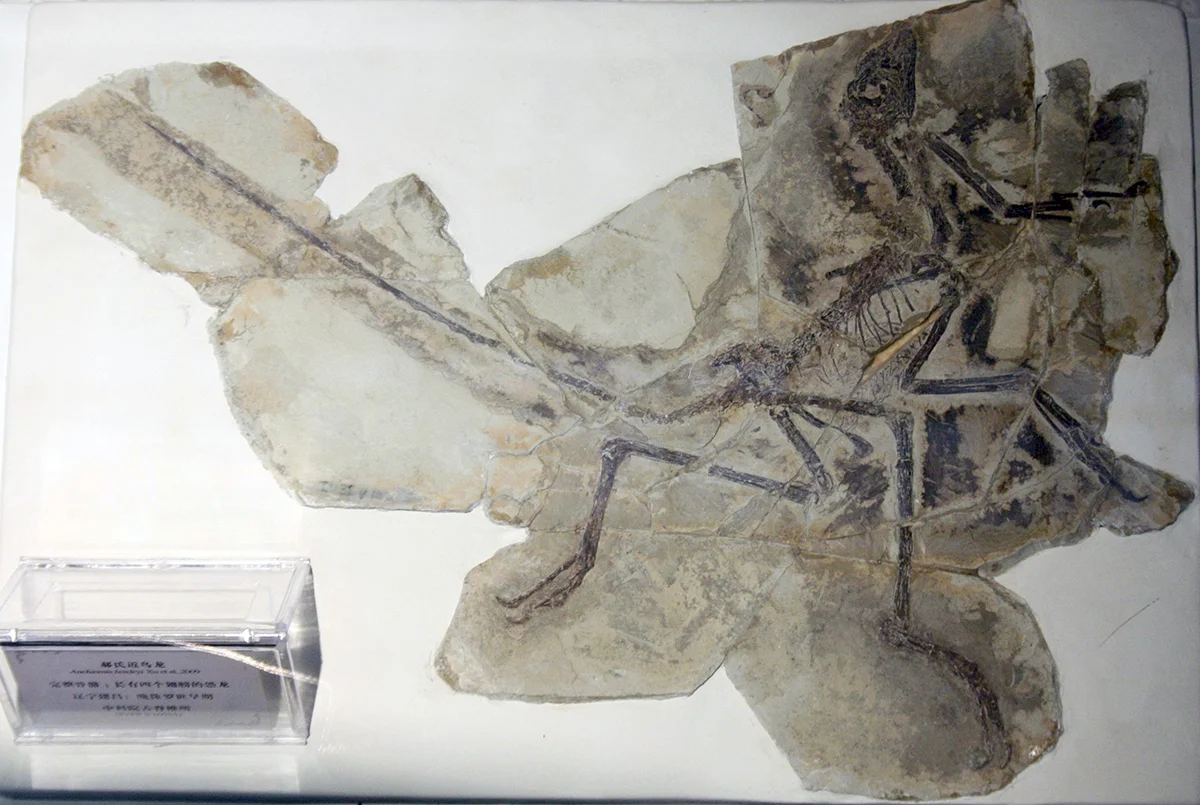 A lovely specimen of Anchiornis, taken by David Hone.