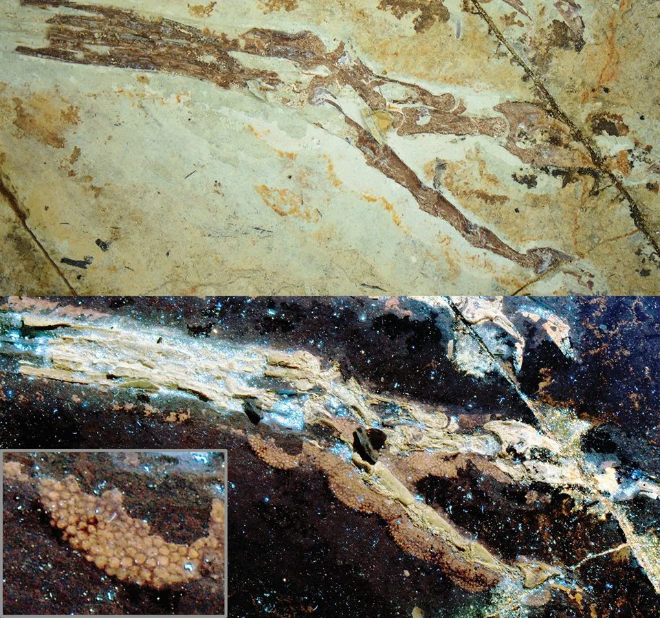 The foot of Anchiornis. Laser-FLUORESCENCE images on the bottom.