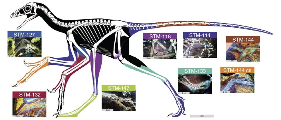 Anchiornis skeletal with body outline, color-coded to laser-fluorescence photos of the specimens (STM-114, 118, 127, 132, 133, 144, 147) that revealed each soft-tissue region