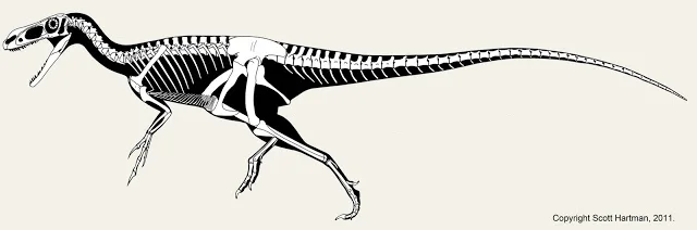 Skeletal reconstruction of Stokesosaurus in left lateral view, in a running pose